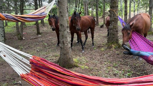 Chevaux mustangs curieux auprès de hamacs dans le sanctuaire, illustrant la connexion humaine et animale