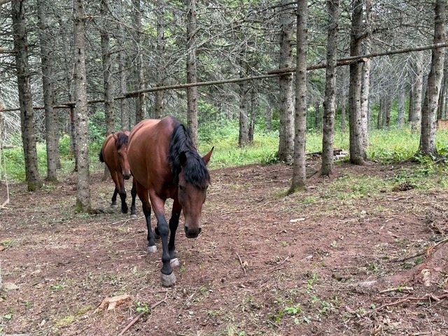 Deux mustangs sauvages marchant dans un enclos naturel en forêt au Bas-Saint-Laurent