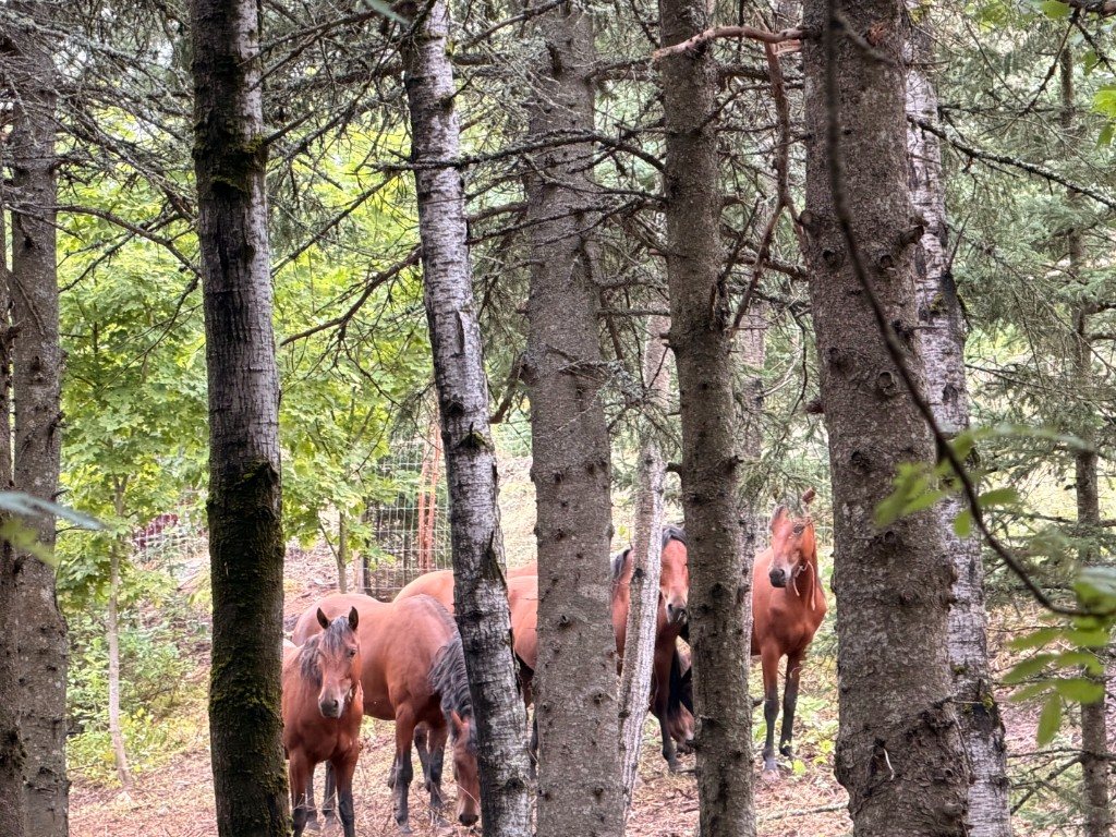Troupeau de mustangs observé à travers les arbres au Sanctuaire Mustang